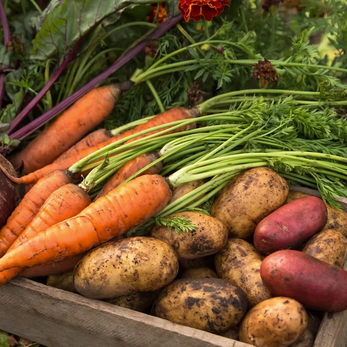 Farm to Table